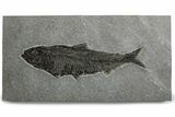 Detailed Fossil Fish (Knightia) - Large for Species! #382765-1